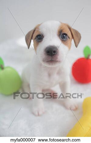 Stock Photo - Jack Russell Terrier. Fotosearch