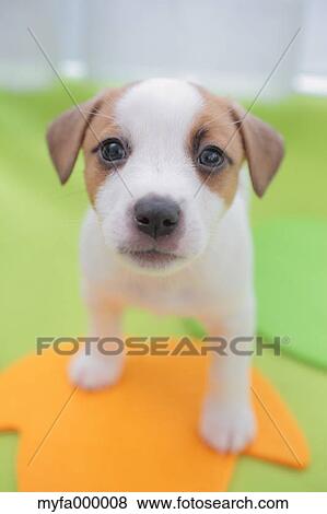 Jack Russell Terrier View Large Photo Image Stock Photo - Jack Russell Terrier. Fotosearch