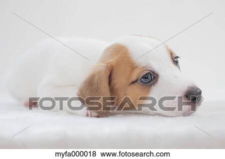 Jack Russell Terrier View Large Photo Image Stock Photo - Jack Russell Terrier. Fotosearch