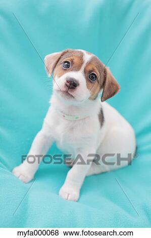Jack Russell Terrier View Large Photo Image Stock Photo - Jack Russell Terrier. Fotosearch