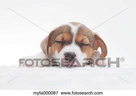 Jack Russell Terrier View Large Photo Image Stock Photo - Jack Russell Terrier. Fotosearch