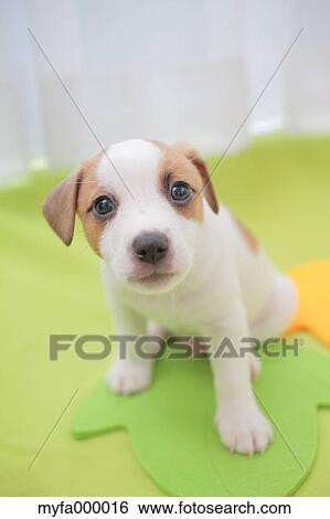 Jack Russell Terrier View Large Photo Image Stock Photograph - Jack Russell Terrier. Fotosearch