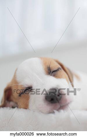 Jack Russell Terrier View Large Photo Image Stock Photograph - Jack Russell Terrier. Fotosearch