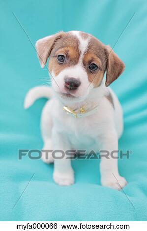 Jack Russell Terrier View Large Photo Image Stock Photograph - Jack Russell Terrier. Fotosearch