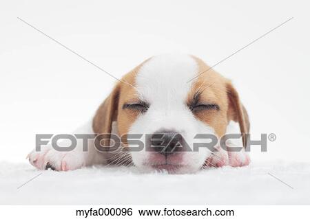 Jack Russell Terrier View Large Photo Image Stock Photograph - Jack Russell Terrier. Fotosearch