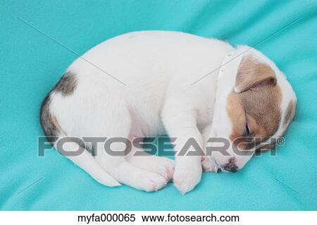 Jack Russell Terrier View Large Photo Image Stock Photography - Jack Russell Terrier. Fotosearch