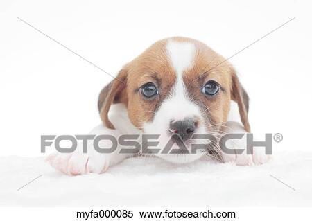 Stock Photography - Jack Russell Terrier. Fotosearch