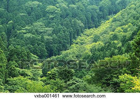Stock Image - Japanese cedar forest, Shizuoka Prefecture. Fotosearch