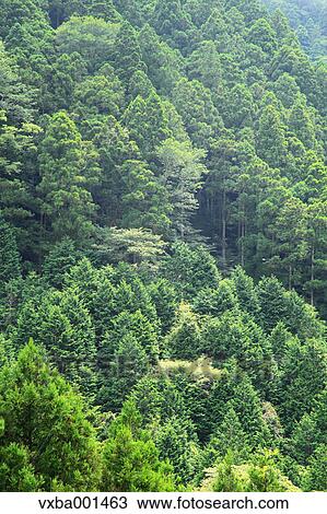 Stock Image - Japanese cedar forest, Shizuoka Prefecture. Fotosearch