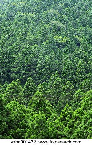Stock Image - Japanese cedar forest, Shizuoka Prefecture. Fotosearch