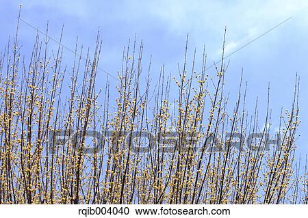 Stock Image - Japanese cornel. Fotosearch