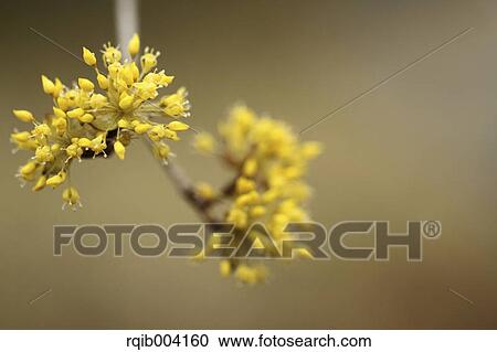 Stock Image - Japanese cornel. Fotosearch