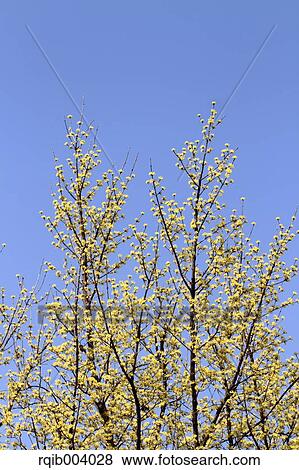 Stock Photo - Japanese cornel. Fotosearch