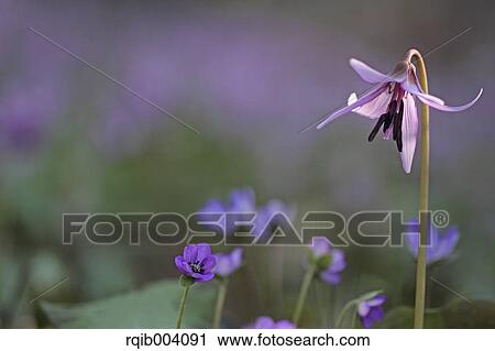 Japanese dogs tooth violet View Large Photo Image Stock Image - Japanese dogs tooth violet. Fotosearch