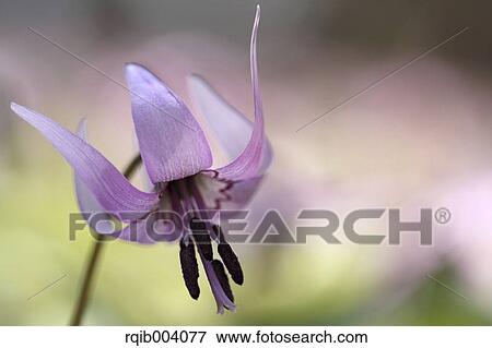 Japanese dogs tooth violet View Large Photo Image Stock Photo - Japanese dogs tooth violet. Fotosearch