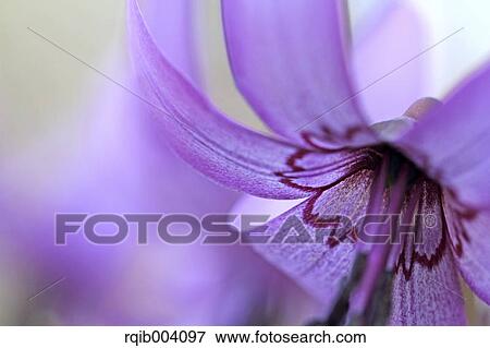 Stock Photo - Japanese dogs tooth violet. Fotosearch