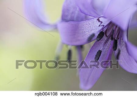 Stock Photo - Japanese dogs tooth violet. Fotosearch