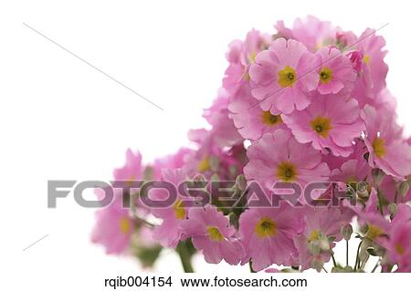 Japanese Primrose View Large Photo Image Picture - Japanese Primrose. Fotosearch