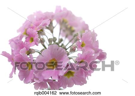 Japanese Primrose View Large Photo Image Stock Image - Japanese Primrose. Fotosearch