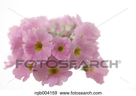 Japanese Primrose View Large Photo Image Stock Photo - Japanese Primrose. Fotosearch