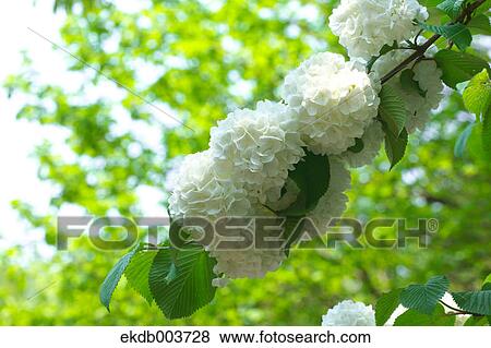 Japanese Snowball View Large Photo Image Stock Photo - Japanese Snowball. Fotosearch