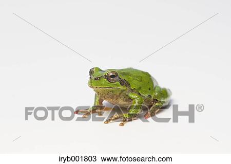 Japanese tree frog View Large Photo Image Stock Image - Japanese tree frog. Fotosearch