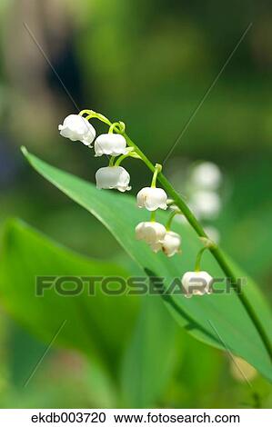 Stock Image - Lily of the valley. Fotosearch