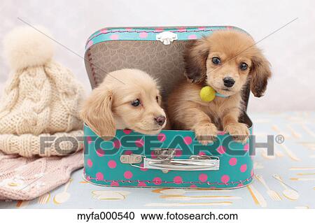 Miniature dachshund pets View Large Photo Image Stock Image - Miniature dachshund pets. Fotosearch