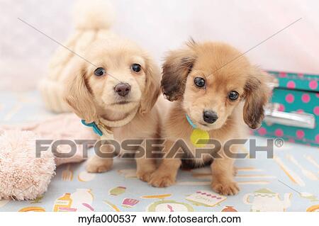 Miniature dachshund pets View Large Photo Image Stock Photo - Miniature dachshund pets. Fotosearch