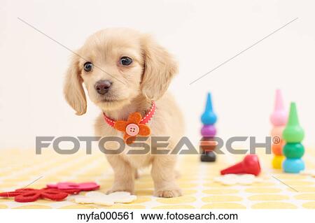 Miniature dachshund View Large Photo Image Stock Image - Miniature dachshund. Fotosearch