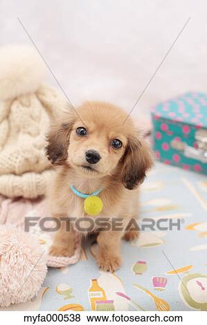 Miniature dachshund View Large Photo Image Stock Photo - Miniature dachshund. Fotosearch