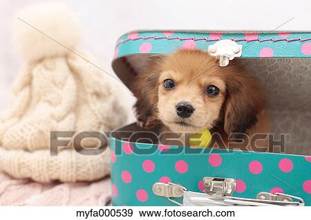 Stock Photo - Miniature dachshund. Fotosearch