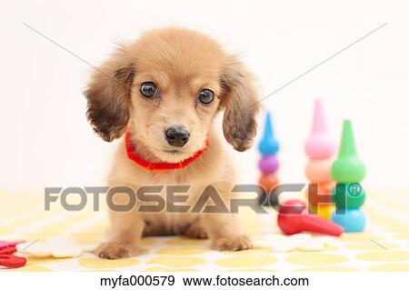 Miniature dachshund View Large Photo Image Stock Photo - Miniature dachshund. Fotosearch