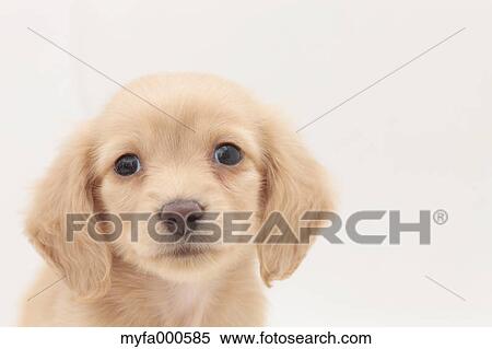 Miniature dachshund View Large Photo Image Stock Photography - Miniature dachshund. Fotosearch