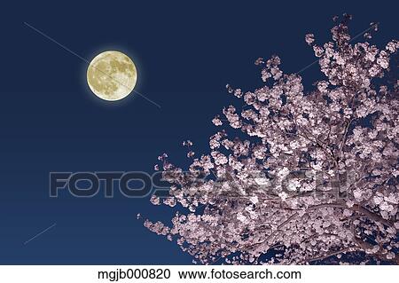 Moon and cherry blossoms View Large Photo Image Stock Image - Moon and cherry blossoms. Fotosearch