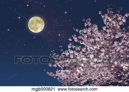 Moon stars and cherry blossoms View Large Photo Image Stock Image - Moon stars and cherry blossoms. Fotosearch