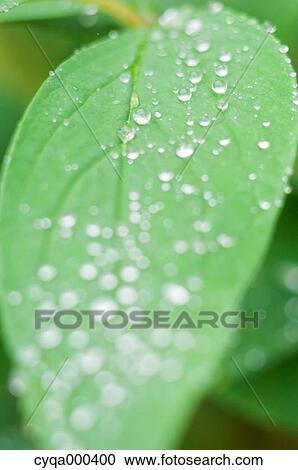 Morning dew View Large Photo Image Stock Image - Morning dew. Fotosearch