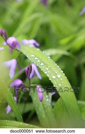 Morning dew View Large Photo Image Stock Image - Morning dew. Fotosearch