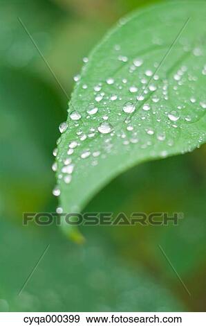 Morning dew View Large Photo Image Stock Photo - Morning dew. Fotosearch