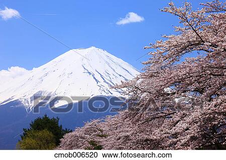 Mount Fuji and cherry blossoms, Yamanashi Prefecture View Large Photo Image Stock Image - Mount Fuji and cherry blossoms, Yamanashi Prefecture. Fotosearch