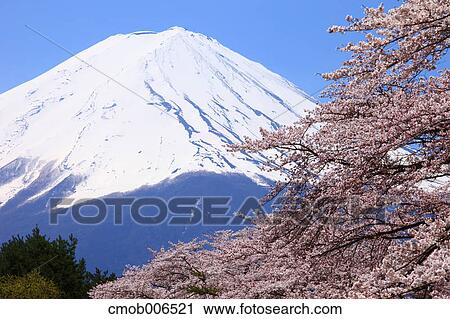 Mount Fuji and cherry blossoms, Yamanashi Prefecture View Large Photo Image Stock Image - Mount Fuji and cherry blossoms, Yamanashi Prefecture. Fotosearch