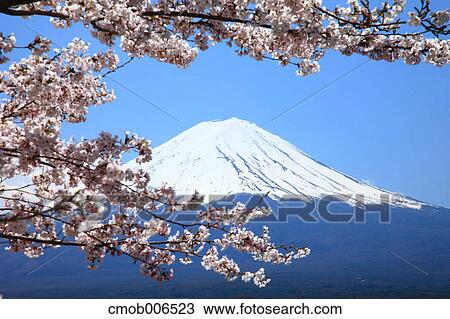 Mount Fuji and cherry blossoms, Yamanashi Prefecture View Large Photo Image Stock Image - Mount Fuji and cherry blossoms, Yamanashi Prefecture. Fotosearch