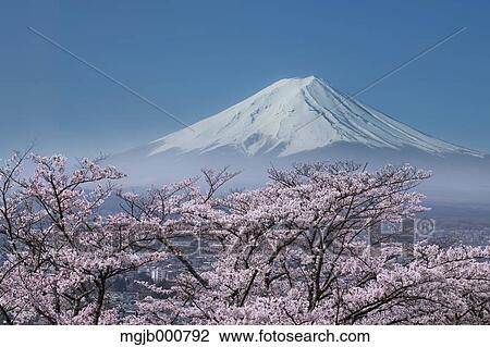 Stock Image - Mount Fuji and cherry blossoms. Fotosearch