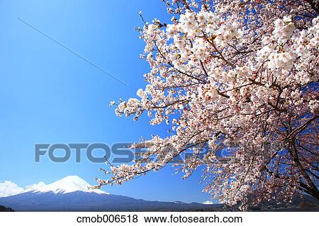 Mount Fuji and cherry blossoms, Yamanashi Prefecture View Large Photo Image Stock Photo - Mount Fuji and cherry blossoms, Yamanashi Prefecture. Fotosearch