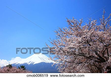Mount Fuji and cherry blossoms, Yamanashi Prefecture View Large Photo Image Stock Photo - Mount Fuji and cherry blossoms, Yamanashi Prefecture. Fotosearch