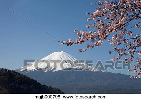 Stock Photography - Mount Fuji and cherry blossoms. Fotosearch