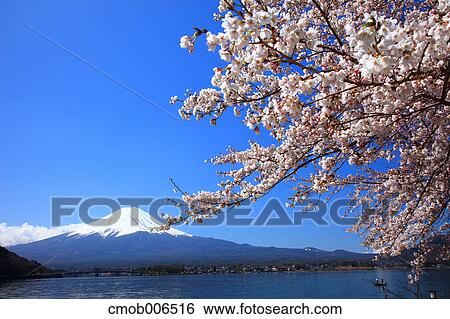 Mount Fuji and Lake Kawaguchi, Yamanashi Prefecture View Large Photo Image Stock Photograph - Mount Fuji and Lake Kawaguchi, Yamanashi Prefecture. Fotosearch