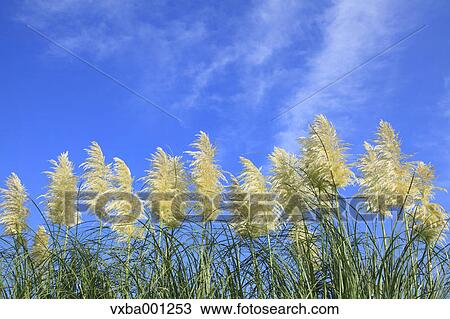 Pampas grass and blue sky View Large Photo Image Stock Image - Pampas grass and blue sky. Fotosearch