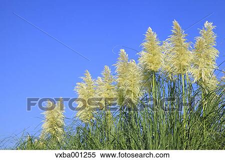 Pampas grass and blue sky View Large Photo Image Stock Photography - Pampas grass and blue sky. Fotosearch