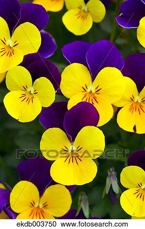 Pansy flowers View Large Photo Image Stock Image - Pansy flowers. Fotosearch